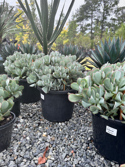 Crassula 'Bluebird' 270mm