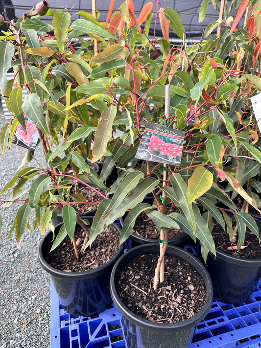 Corymbia 'Summer Beauty' 300mm (Flowering Gum)