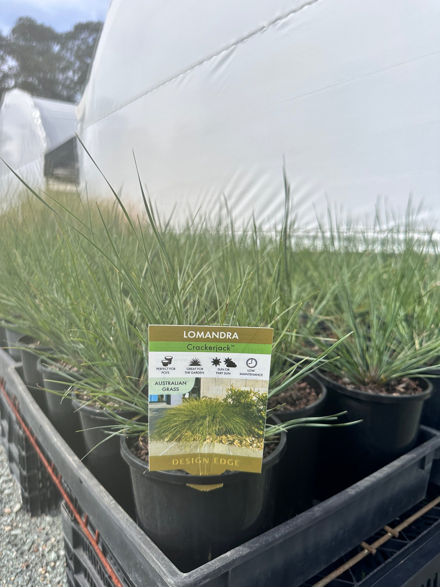 Lomandra 'Crackerjack' 140mm