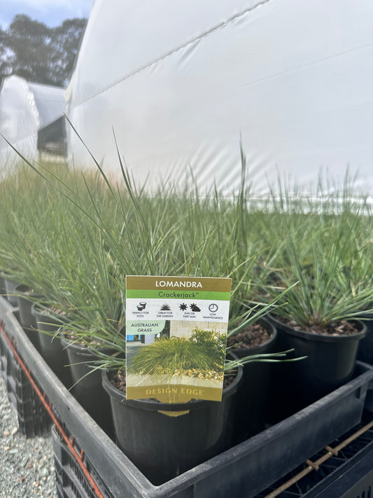 Lomandra 'Crackerjack' 140mm