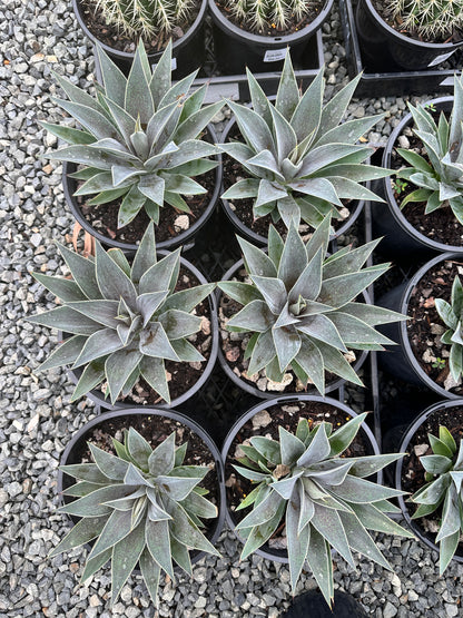 Mangave 'Lavender Lady' 200mm
