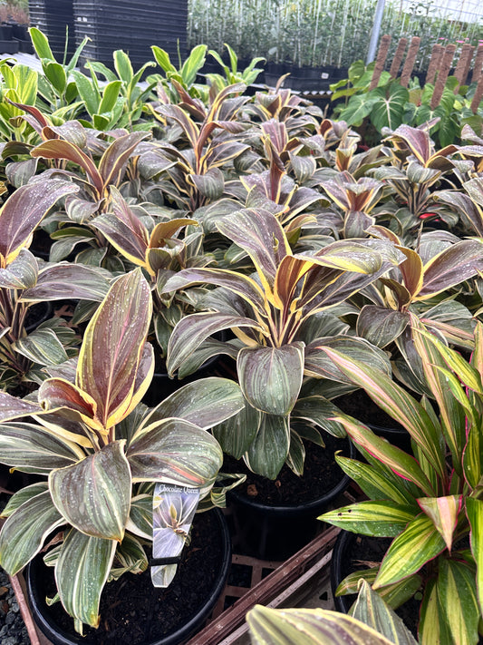 Cordyline 'Chocolate Queen' 270mm