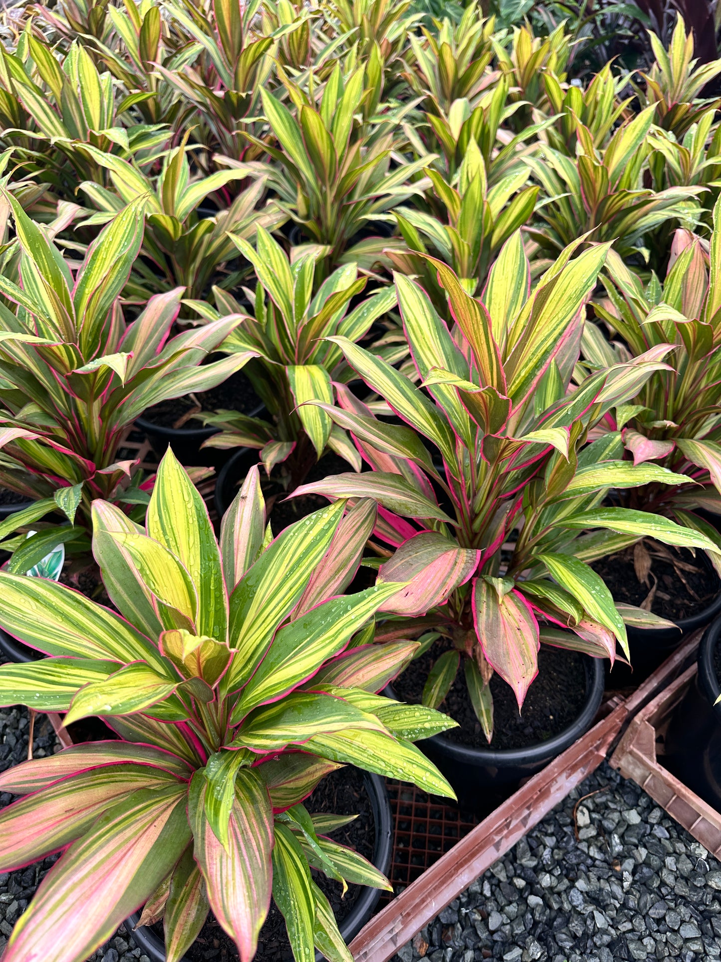 Cordyline 'Kiwi' 270mm