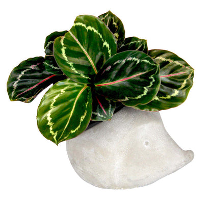 Dart Hedge Hog Planter - Cement