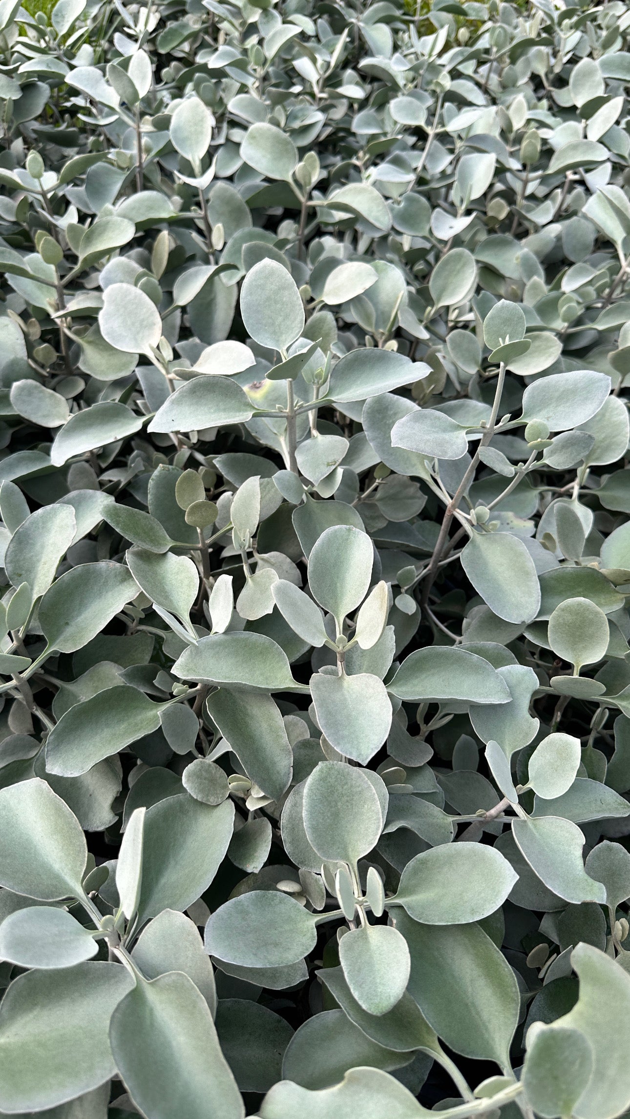 Kalanchoe 'Silver Spoons' 180mm