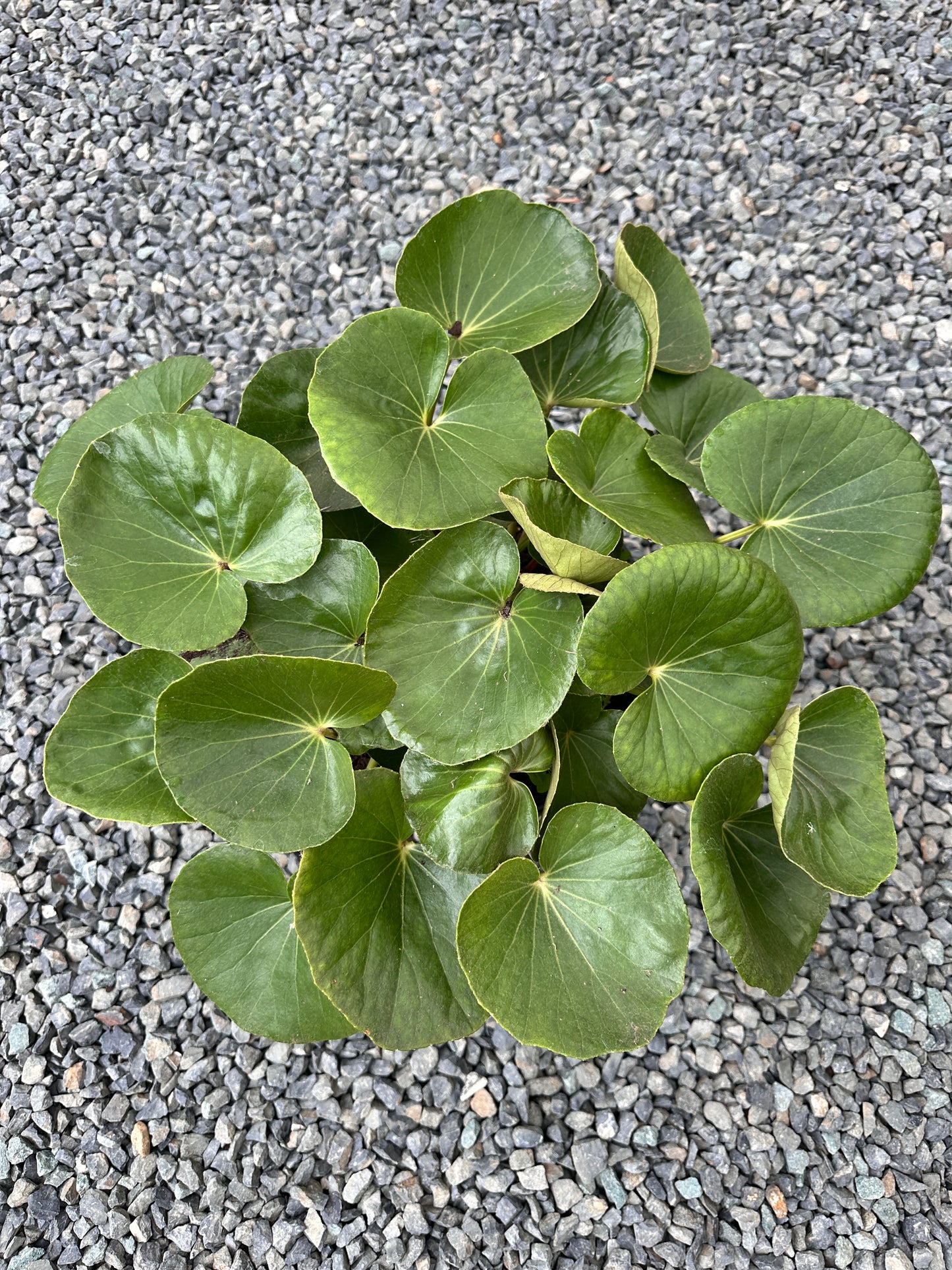 Ligularia 'Designer Verde' 270mm