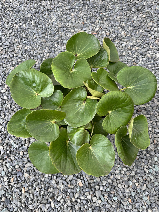 Ligularia 'Designer Verde' 270mm