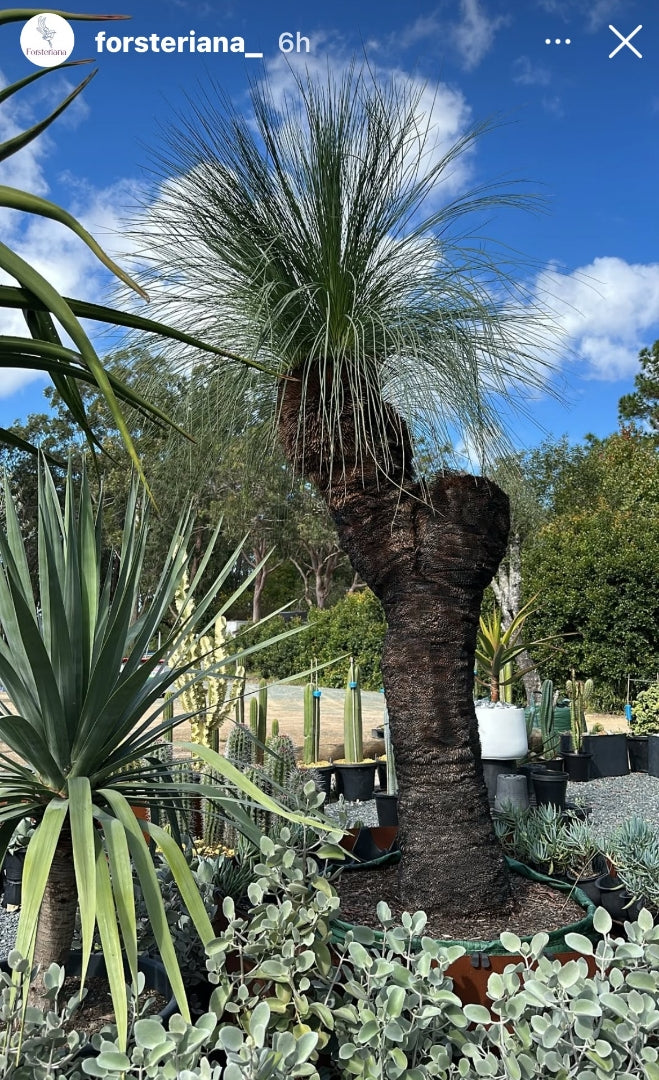 Xanthorrhoea australis (Grass Tree) 400L (Feauture Tree)
