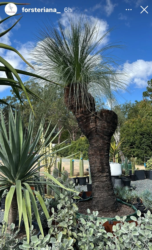 Xanthorrhoea australis (Grass Tree) 400L (Feauture Tree)