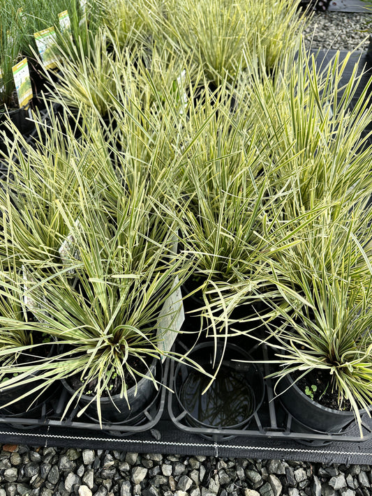 Lomandra 'White Sands' 140mm