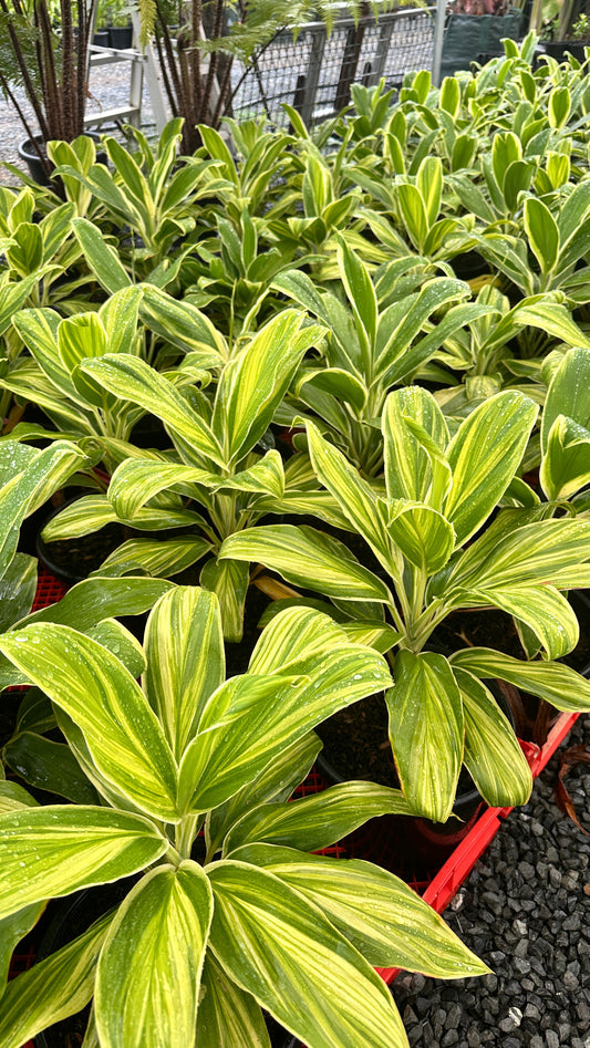 Cordyline 'Tropic Snow' 270mm
