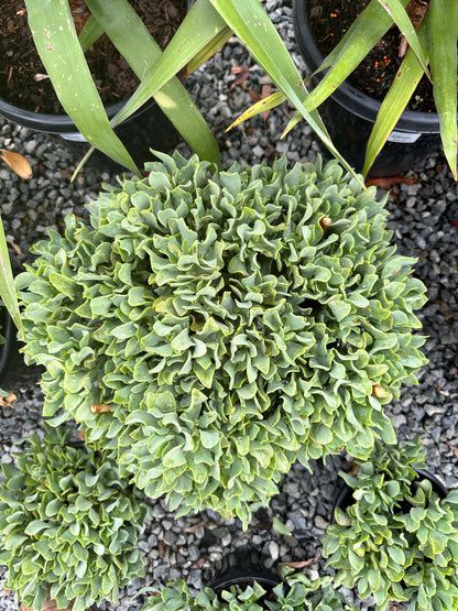 Crassula 'Max Cook' 270mm