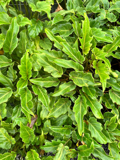 Philodendron 'Xanadu' 200mm