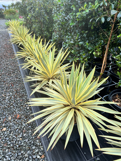 Yucca 'Citrus Twist' 300mm