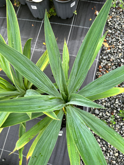 Beschorneria yuccoides 'Mexican Lily 200mm