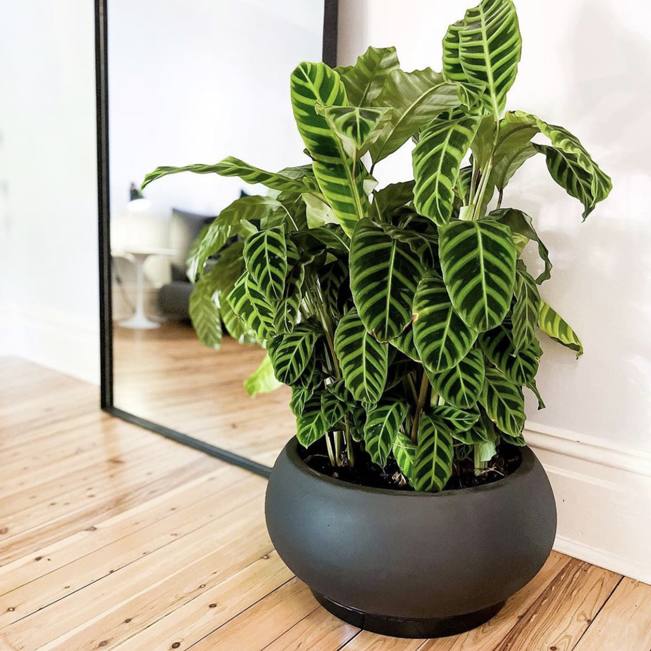 GardenLite Bowl - Black