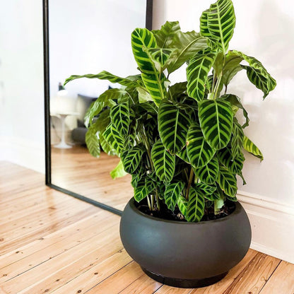 GardenLite Bowl - Black
