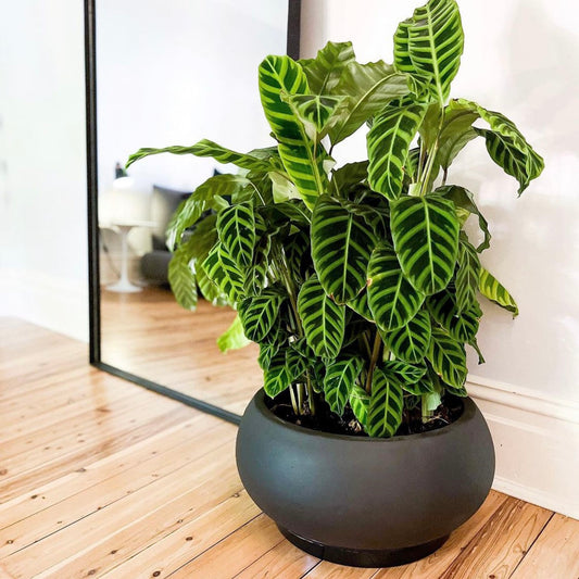 GardenLite Bowl - Black