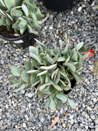 Crassula 'Bluebird' 200mm