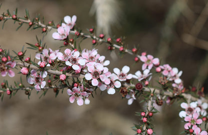 Leptospermum Pink Cascade 140mm
