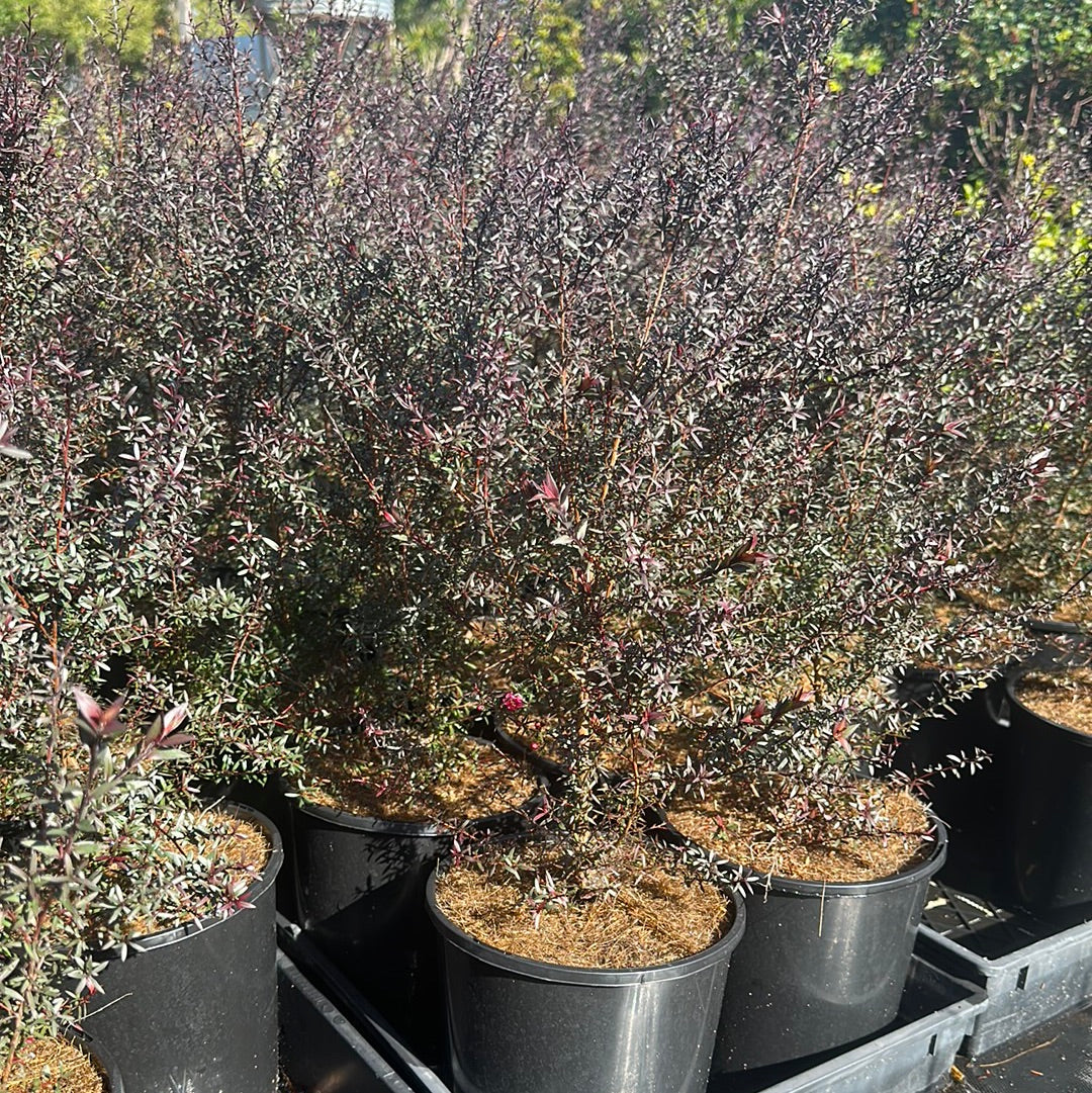 Leptospermum nanum rubrum 140mm