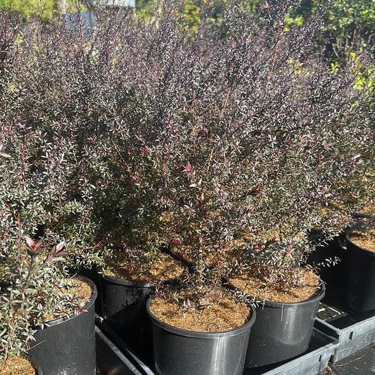 Leptospermum nanum rubrum 140mm