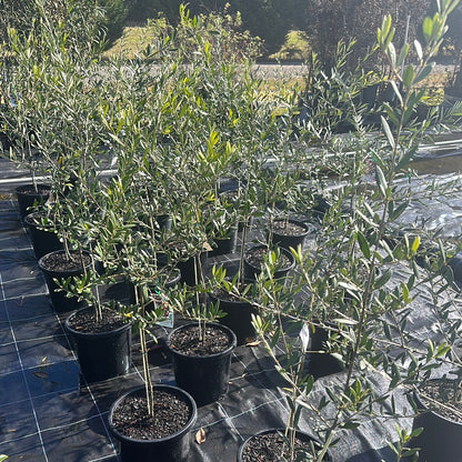 Olea 'Kalamata' 300mm