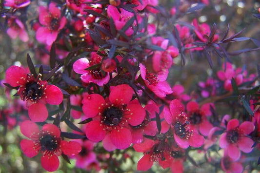 Leptospermum nanum rubrum 180mm