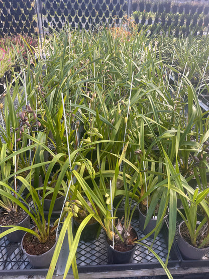Cymbidium MXD 180mm