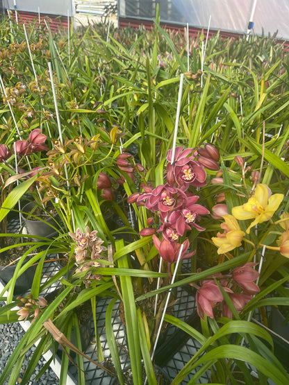 Cymbidium MXD 180mm