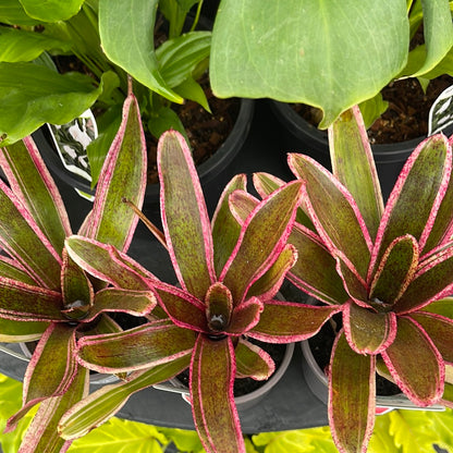 Neoregelia Aquarius 100mm