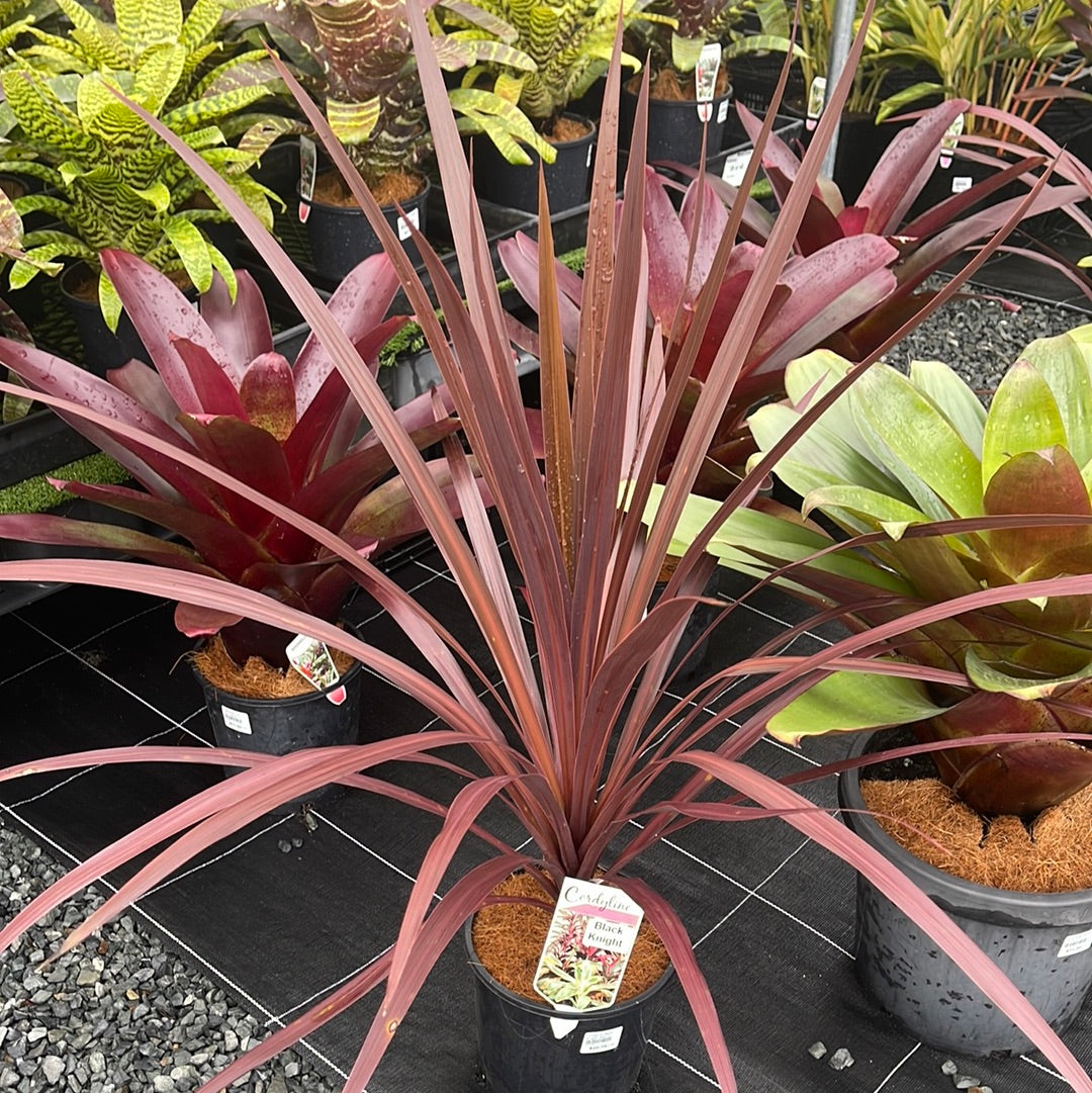 Cordyline 'Black Knight' 200mm – Forsteriana