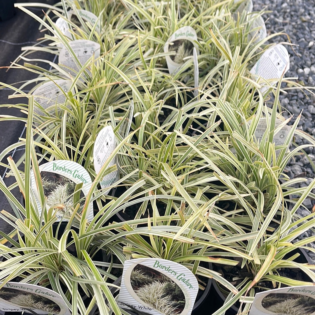 Ophiopogon variegated Mondo 140mm